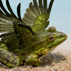 Decorative image of a frog with lifted wings, sitting on sand against a pale blue sky