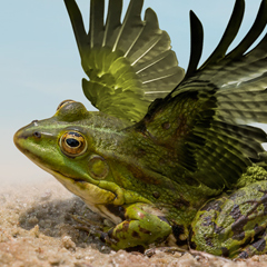 Decorative image of a frog with lifted wings, sitting on sand against a pale blue sky