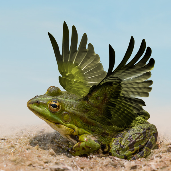 Decorative image of a frog with lifted wings, sitting on sand against a pale blue sky